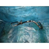 шланг гидроусилителя TOYOTA AVENSIS AZT251 44410-05250