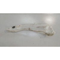 Бачок омывателя Renault Megane 1996-2002 2000 7700835518