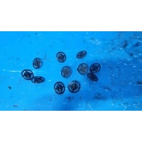 Крепеж клипсы знак изоляция капота nissan qashqai j10