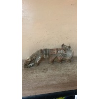 Коллектор выпускной 100 [C4] Volkswagen 054129591 054129591