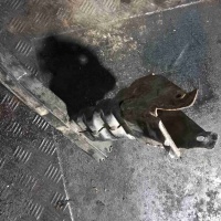 Усилитель бампера переднего Peugeot 807 (2002-2014) 2004 119578956
