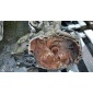 Opel astra 2.0d кпп 5495775 f23