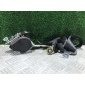 4F0857805E Ремень безопасности задний левый Audi A6 C6 (S6,RS6) 2006 4F0 857 805 E, 605 8271 00, 6 19 0307
