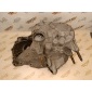 MD770109 Корпус МКПП Mitsubishi Lancer CS3A 2006