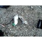 DD9733DD9SHHXCUI yamaha x - max 125 06 - 09 поворотник набор п л