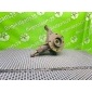 364796 Поворотный кулак Citroen C4 Picasso UD 2010 , , 330796, 329733