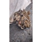 AJ0004 кпп renault лагуна iii 2.0 dci aj0 - 004