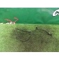 A2025403417 Датчик ABS Mercedes-Benz CLK W208 2000
