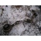 31122405862 Рычаг передний нижний правый передний BMW 1-serie E87/E81 (2004 - 2011)
