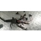 Проводка Двигателя 2.5TDS , от M51 D25 , 256T1 , 2246099A , 2246097 , 755017 / Z9 BMW 5 E34 1992